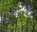 An 18-year-old second-growth wet tropical forest in Costa Rica that was once a pasture.